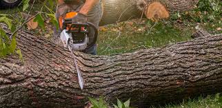 Best Root Management and Removal  in University Heights, OH