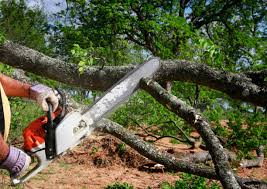 Trusted University Heights, OH Tree Services Experts