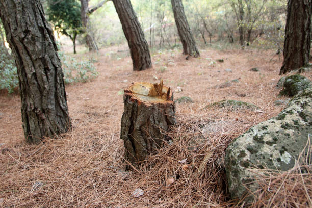 How Our Tree Care Process Works  in  University Heights, OH