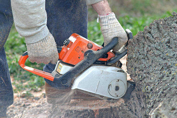 Best Tree Maintenance Programs  in University Heights, OH