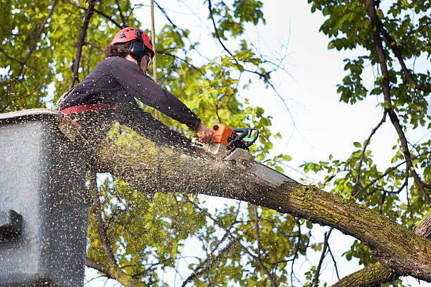 Best Tree Trimming and Pruning  in University Heights, OH